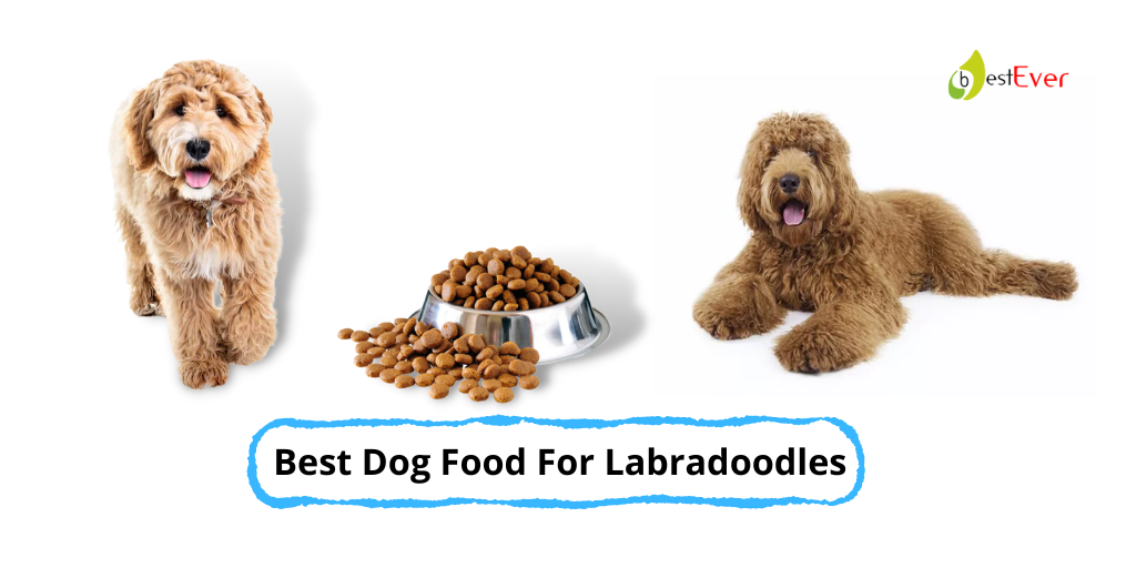 Best Dog Food For Labradoodles