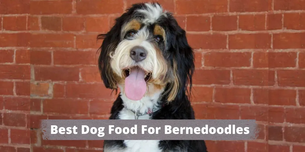 Best dog food for bernedoodles