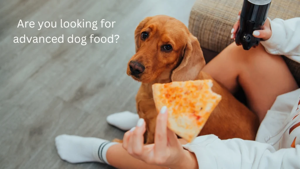 Best dog food for american bully