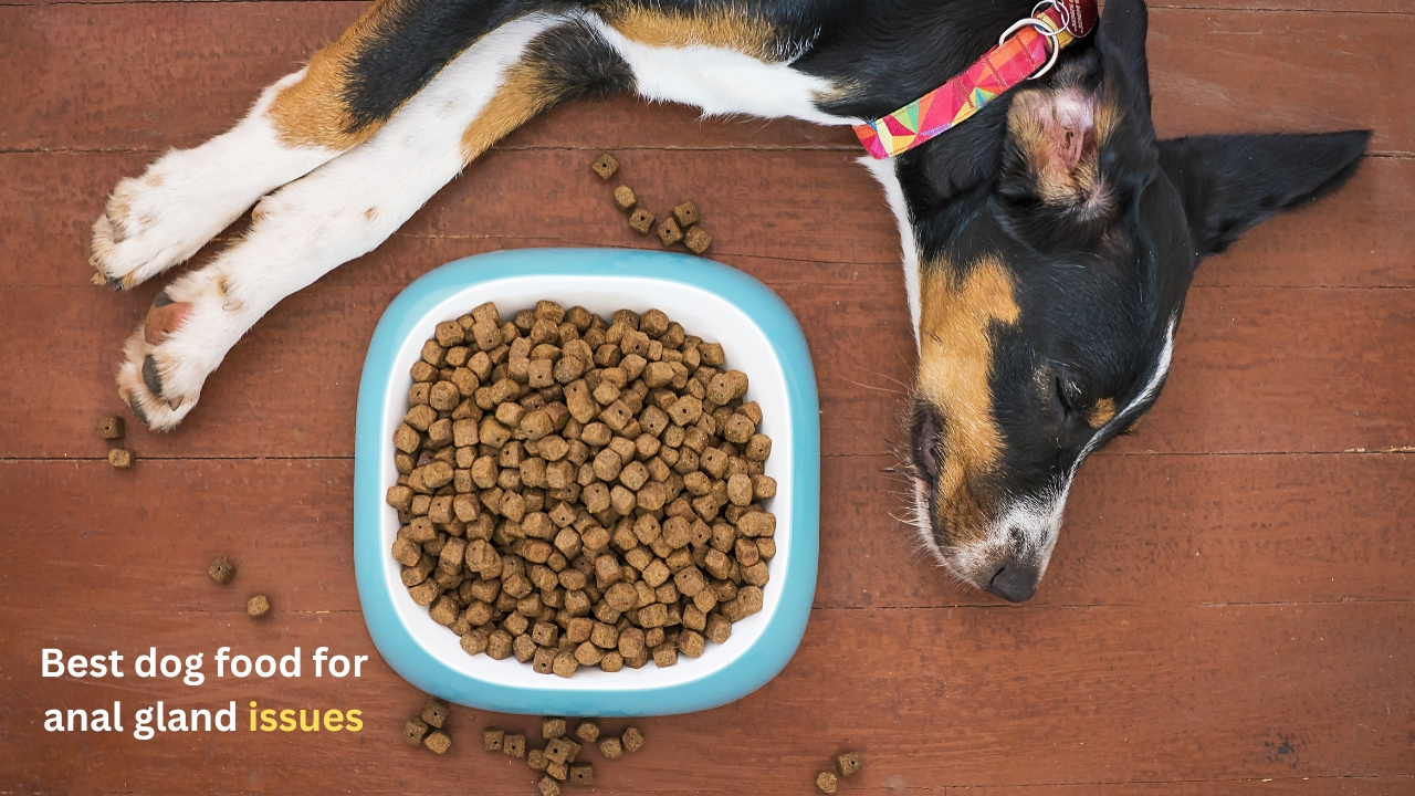 NaturVet – Stool Ease for Dogs – 40 Soft Chews – Helps Maintain Regular Bowel Movements – Enhanced with Sugar Beet Pulp, Flaxseed & Psyllium Husk – 40 Day Supply
