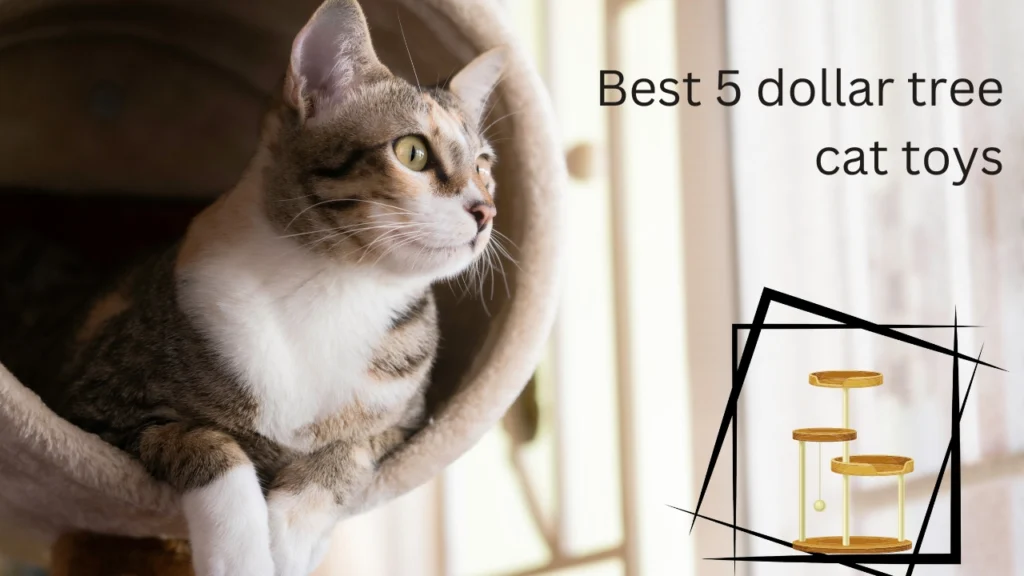 Dollar tree cat toys