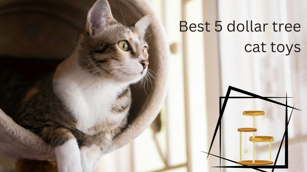 Dollar tree cat toys