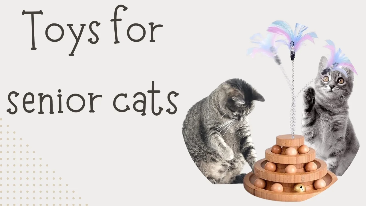 Toys for senior cats