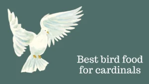 Best bird food for cardinals