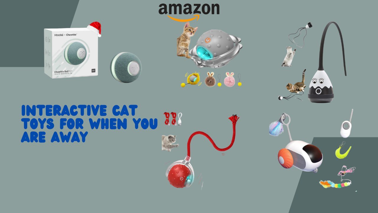 interactive cat toys for when you are away
