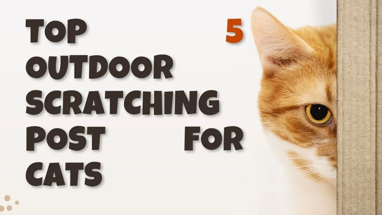 Outdoor scratching post for cats